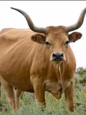 carne-barrosa